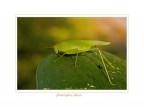 natura a milano(settembre 08)