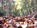 Autunno Trentino