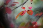 Rossautunno