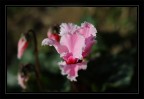 ciclamino francese