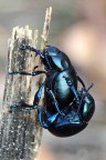Coleotteri