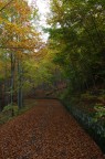 Autumn in....the wood