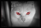Nightmare cat...
