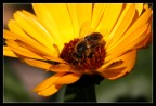 Apetta su girasole