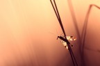 trame tramontine