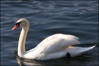 Foto scattata sul lago di Como. Commenti ben accetti. Canon 30D + canon 55-250IS (a 214mm)