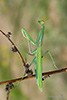 Mantis... in lux!