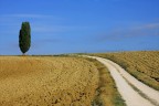 CIPRESSO SOLITARIO