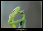 pulizie