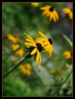 nel giallo