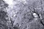 Alberi