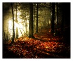 sunrise in the wood