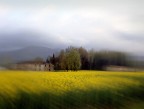 Primavera di rape
