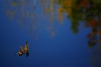 semplice autunno