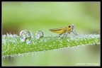 [valter] Sfere d'acqua