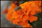 f/9 - 1/60 sec - iso 100 - mano libera