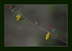 il fiore perso ....