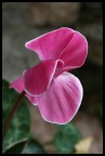 Ciclamino