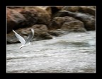 Padrone del volo