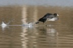 Renzo-Pronti e via