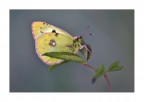 yellowish butterfly