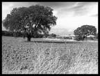 Campagna antica....