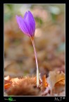 Dalla morte...nasce un fiore...