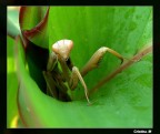 Alien...il ritorno