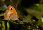 Satyridae