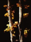 E' autunno