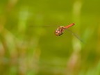 In Volo