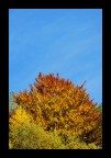I fantastici colori di un faggio illuminato dal sole in una bella giornata di autunno.