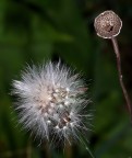 Il pelato.....