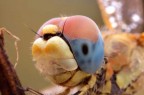 Libellula - muso