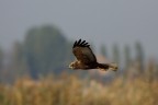 falco in volo le riprese di azione sono le mie preferite qu il falco  ripreso durante il suo volo di perlustrazione. solita attrezzatura 300 duplicato mano libera ciao