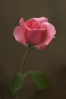 Una semplice rosa