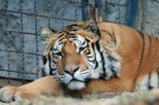 tigre...