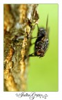 mosca2