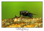 mosca2
