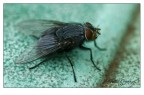 mosca 3