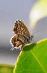 farfallina