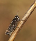 cavalletta