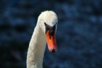 cigno