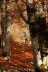 I boschi in autunno sono pieni di magia..