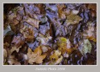 autunno in acqua