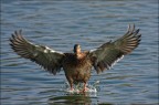 Fotografia realizzata al Lago di Varese
Obiettivo: Canon EF 100-400mm f/4.5-5.6L IS 
 Alberto Zavattiero