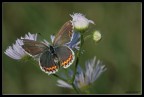 f/9 - 1/60 sec - iso 100 - 1 stop- mano libera