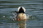 Fotografia realizzata al Lago di Varese 
Obiettivo: Canon EF 100-400mm f/4.5-5.6L IS 
 Alberto Zavattiero