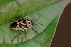 Cimice colorata