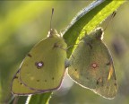 Accoppiamento Colias